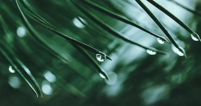 Close-up auf Tannennadeln an den Wassertropfen hängen.