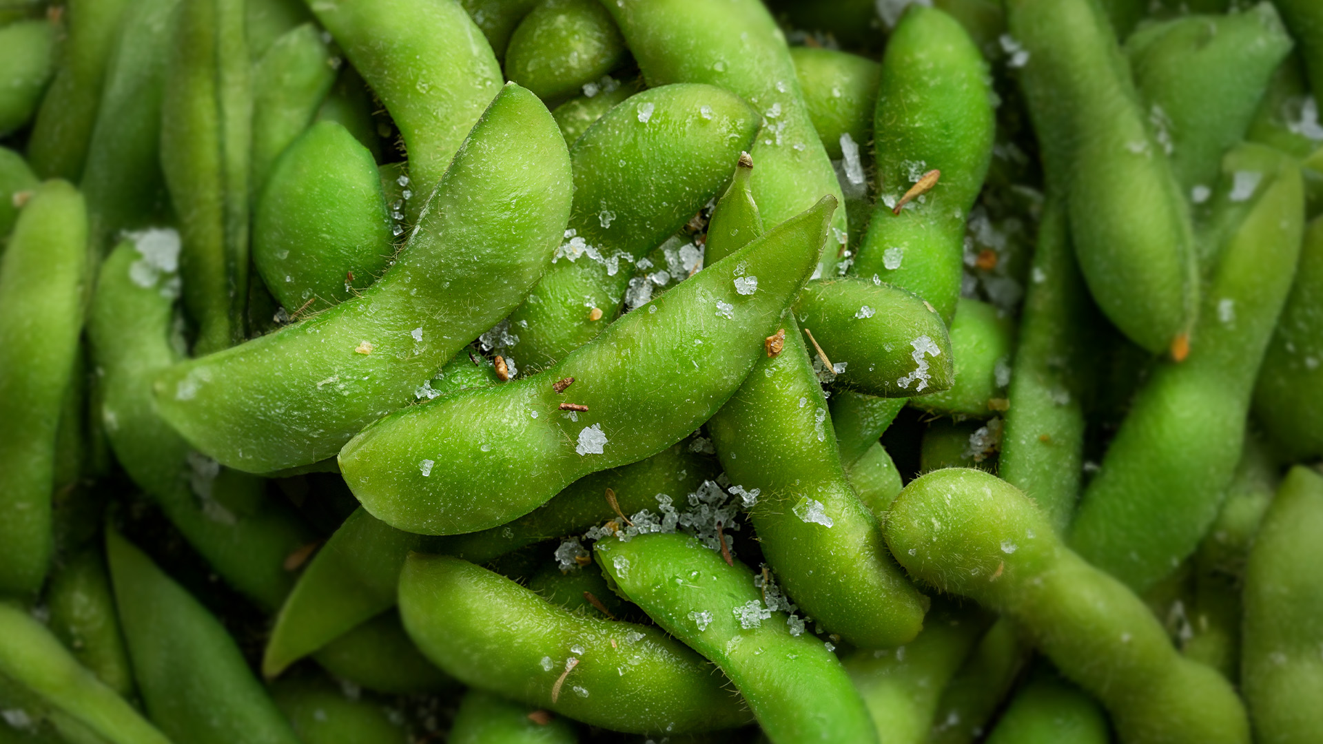 Grüne Edamame-Bohnen in der Schale mit grobem Salz aus der Nahaufnahme