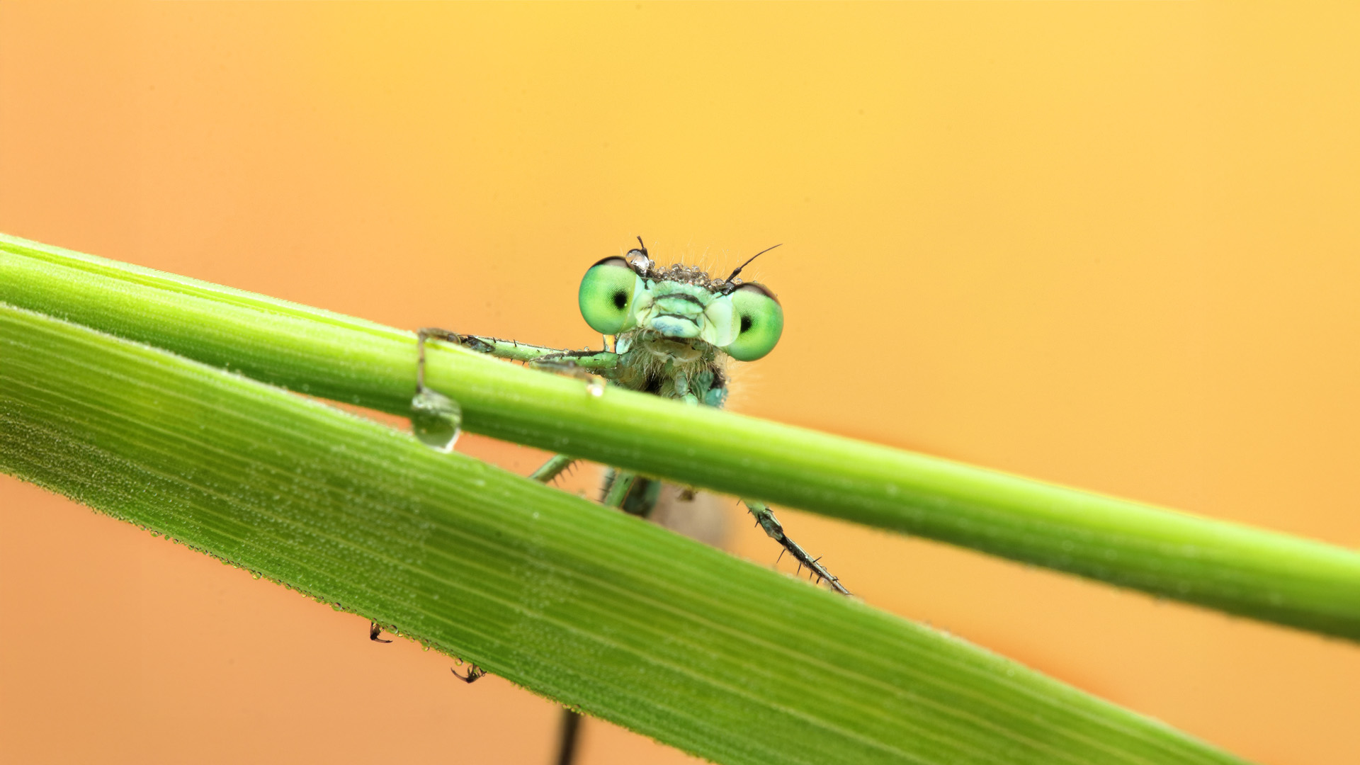 Nahaufnahme einer Libelle auf einem grünen Grashalm vor orangem Hintergrund