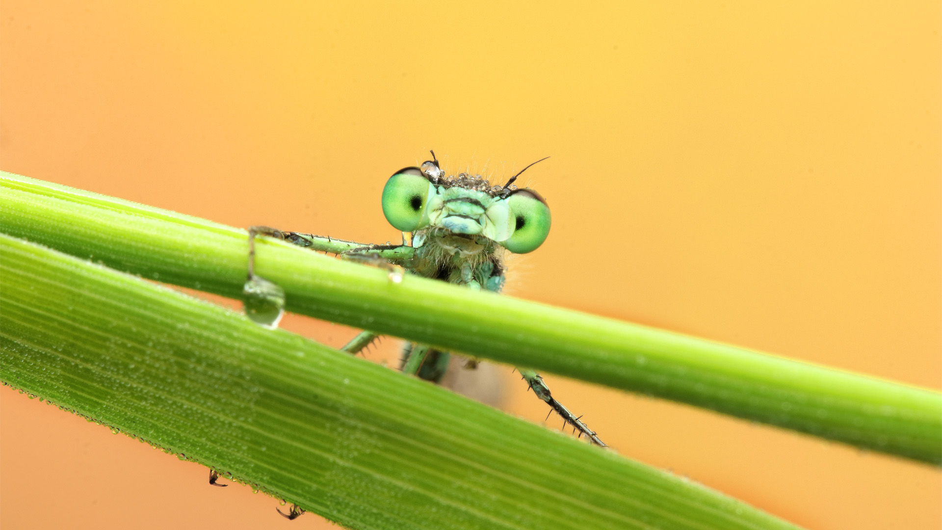 Nahaufnahme einer Libelle auf einem grünen Grashalm vor orangem Hintergrund