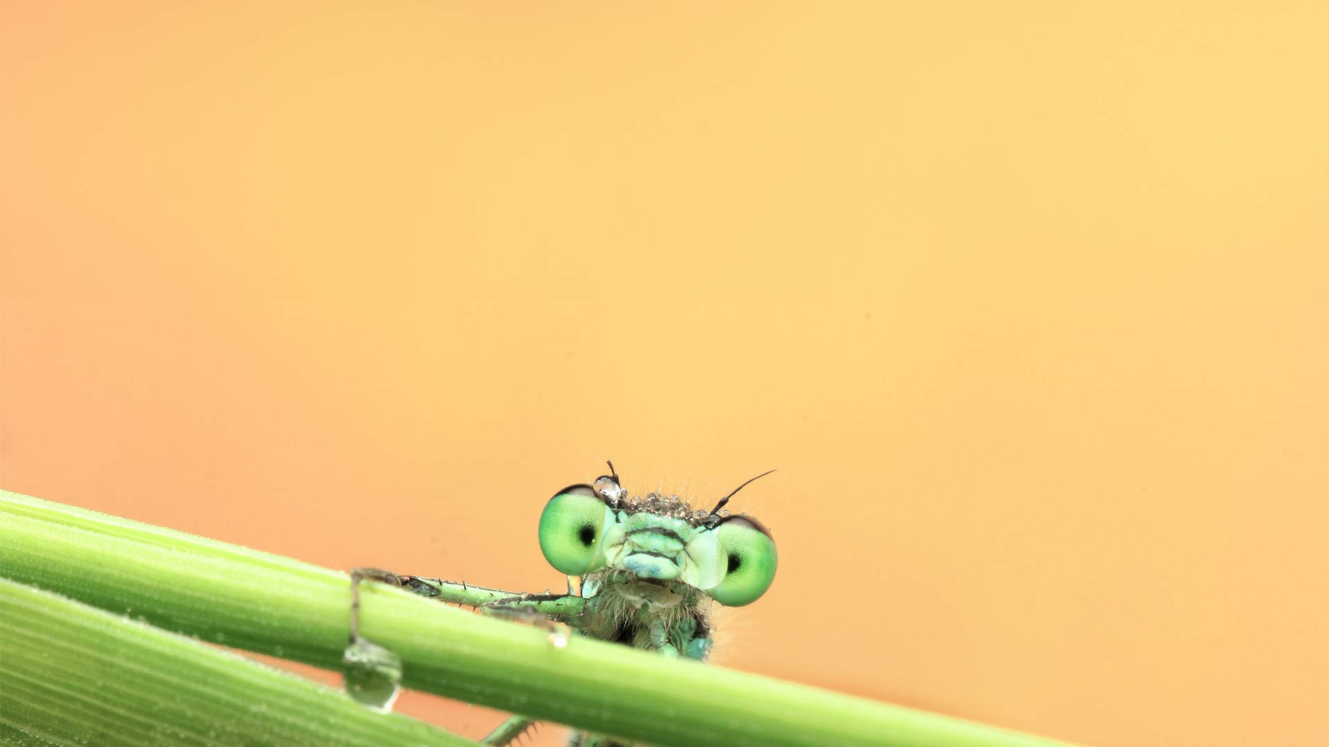 Nahaufnahme einer Libelle auf einem grünen Grashalm vor orangem Hintergrund